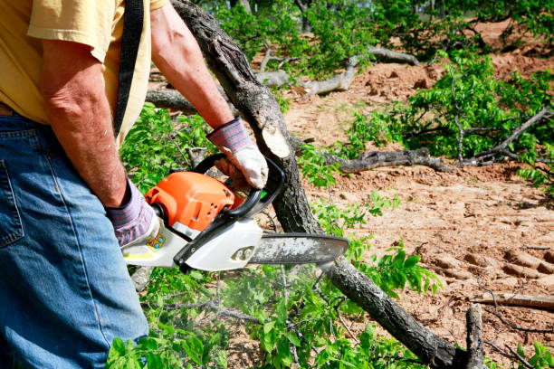 Best Arborist Services Near Me  in Wofford Heights, CA